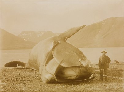 Whale hunting catch (nordkaper ) on the shore. From a marine research cruise to the Norwegian Sea, Iceland and Jan Mayen. photo