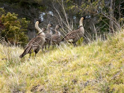 Nene (Branta sandvicensis) family at Puu Nianiau