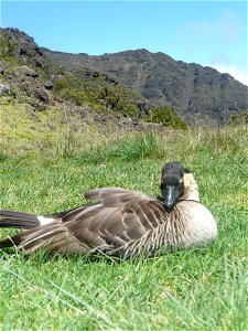 Nene (Branta sandvicensis) at Holua Cabin area