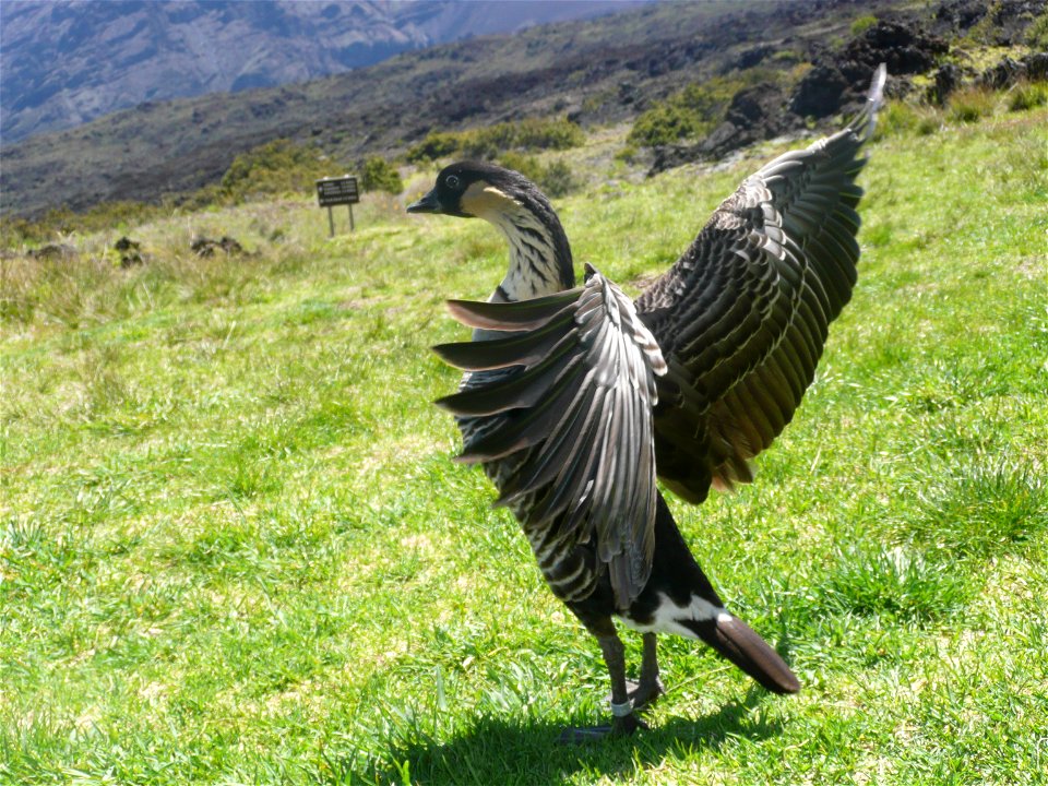Nene (Branta sandvicensis) at Holua Cabin area, Haleakala National Park, Hawaii, US