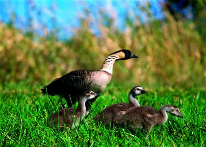 The Nene goose in Hawaii