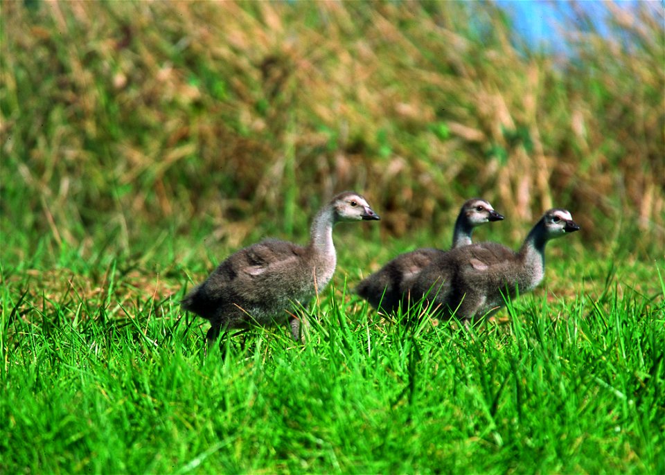Nene geese in Hawaii
