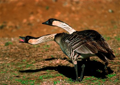 Nene goose in Hawaii
