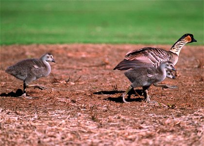 Nene goose in Hawaii.