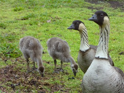 Two Branta sandvicensis and their goslings.