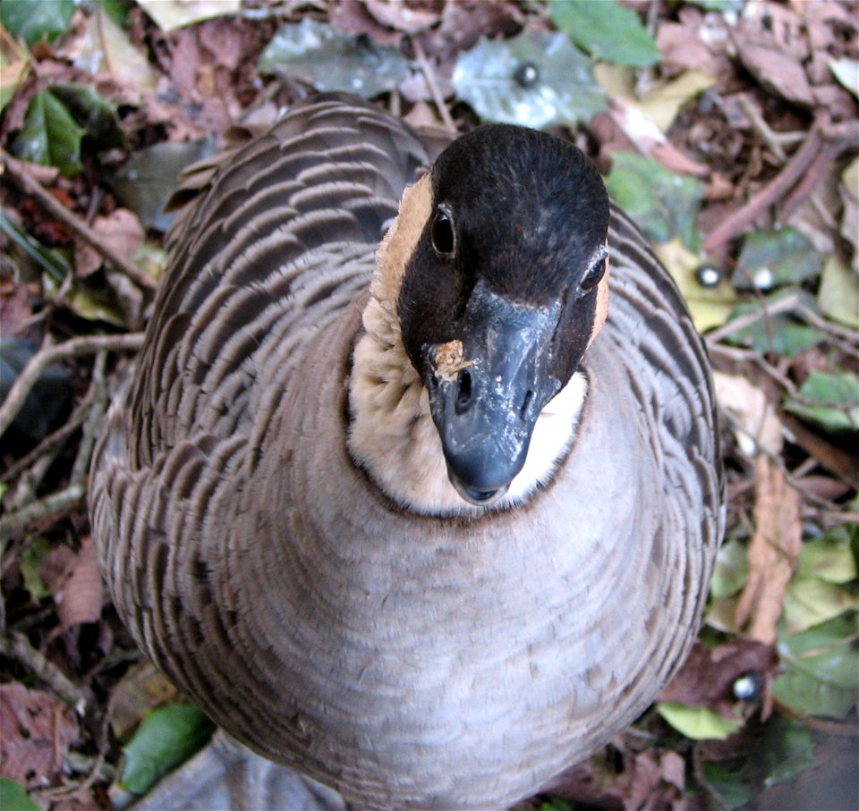 NeNe - Branta sandvicensis