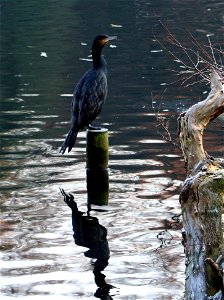 Great Cormorant in Tenreuken Park, Brussels