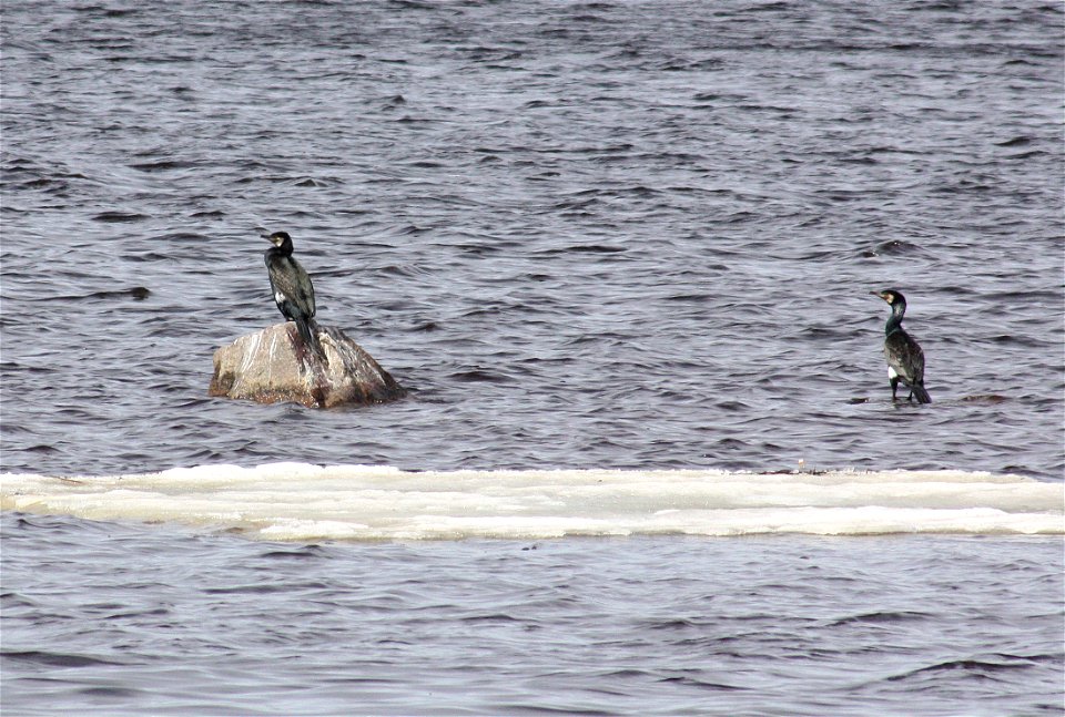 Two Great Black Cormorants (Phalacrocorax carbo) on Rommakko Bay near Oulu city centre.