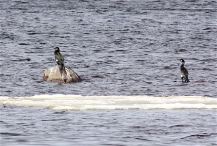Two Great Black Cormorants (Phalacrocorax carbo) on Rommakko Bay near Oulu city centre.