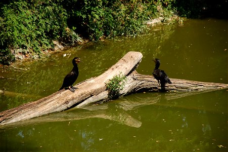 The zoo in Kiev photo