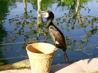 Kormoran photo