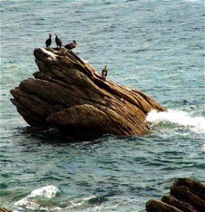 Kormorane am Hafen von Pors-Poulhan (Plouhinec). Français : Des cormorans (Phalacrocorax carbo) sur les rochers près la plage de Pors-Poulhan à Plouhinec dans le Finistère (Bretagne, France) photo