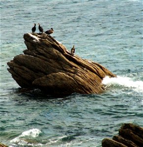 Kormorane am Hafen von Pors-Poulhan (Plouhinec).
Français :  Des cormorans (Phalacrocorax carbo) sur les rochers près la plage de Pors-Poulhan à Plouhinec dans le Finistère (Bretagne, France)