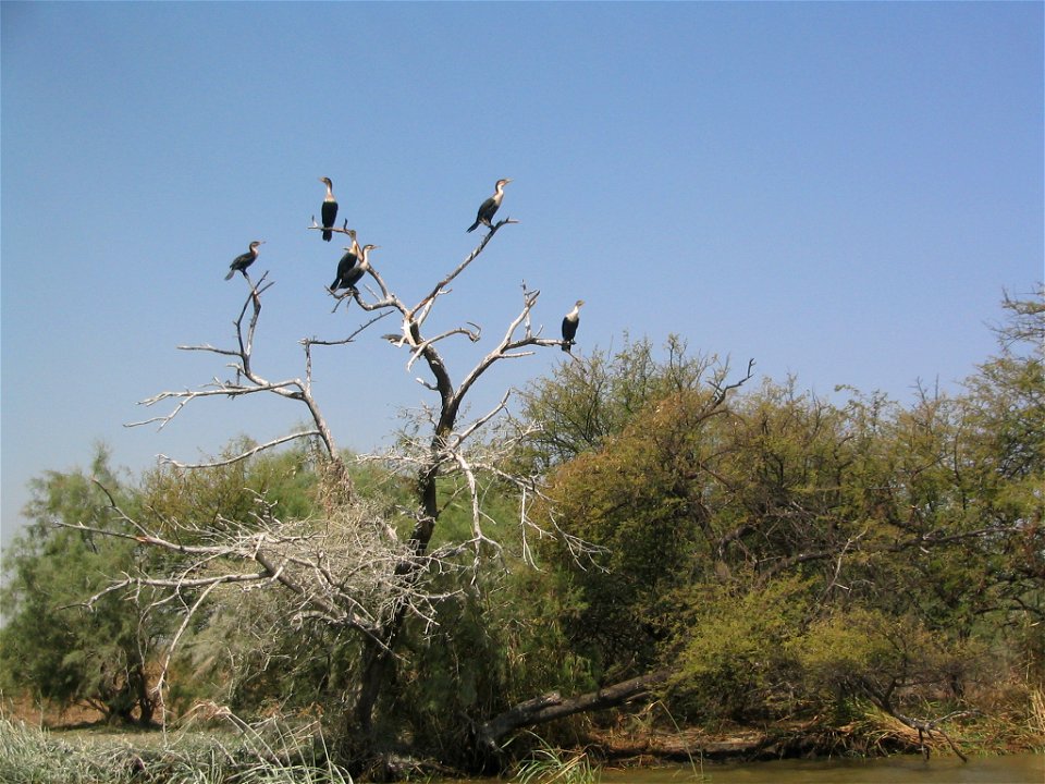 Cormorans (Phalacrocorax carbo maroccanus) au Parc National du Djoudj (Sénégal)