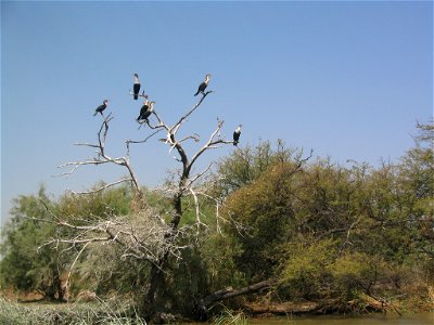 Cormorans (Phalacrocorax carbo maroccanus) au Parc National du Djoudj (Sénégal)