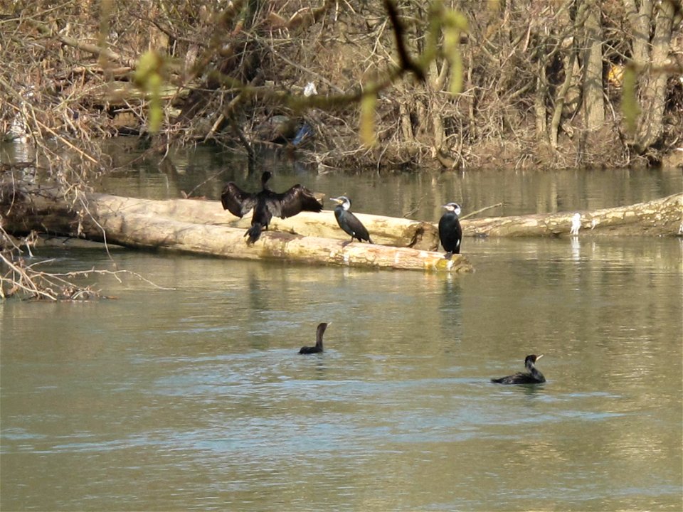 Cormorants on the Marne River, near Champs-sur-Marne (Seine-et-Marne, France).