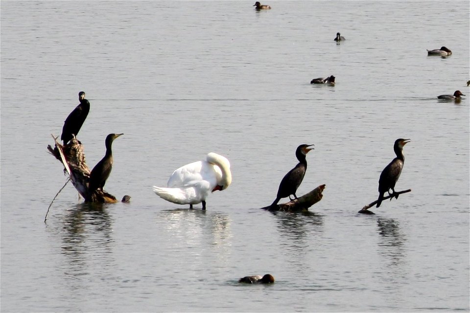 Kormorane im Ismaninger Speichersee