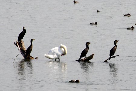 Kormorane im Ismaninger Speichersee photo