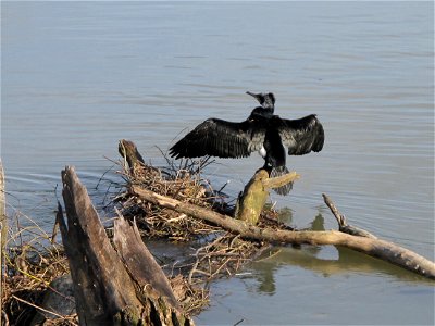 Former dam upstream of the Menier chocolate factory. Noisiel (Seine-et-Marne, France) with a cormorant.