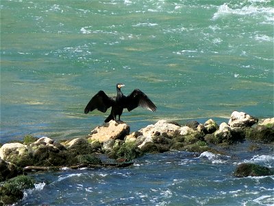 Cormorant downstream of the dam of Noisiel (Seine-et-Marne, France).