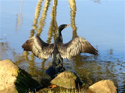 Cormoran in Boudigau river in Capbreton (Landes, France).