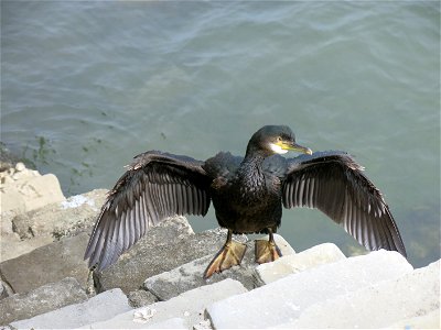Cormoran spreading wings on a stairs of the port of Saint-Jean-de-Luz (Pyrénées-Atlantiques, France).