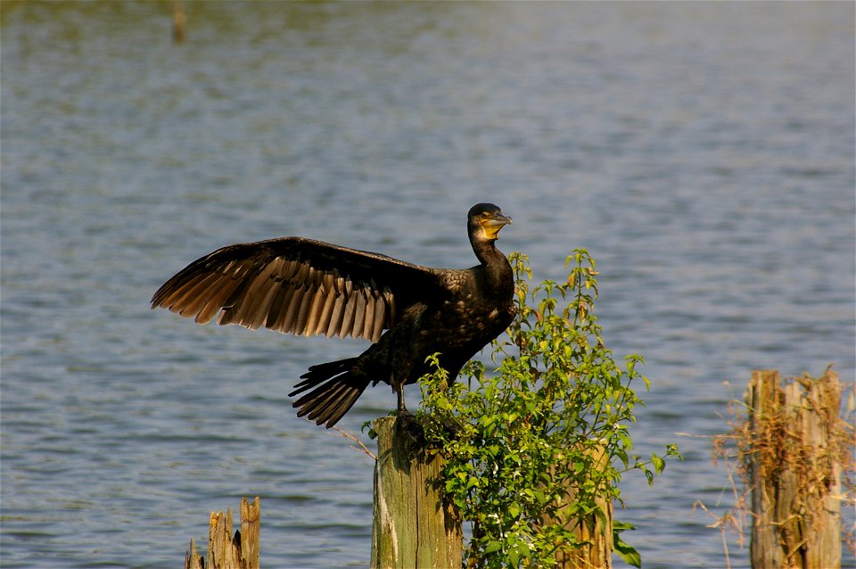 Phalacrocorax carbo in Mizumoto-kōen, Katsushika, Tokyo.