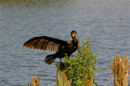 Phalacrocorax carbo in Mizumoto-kōen, Katsushika, Tokyo.