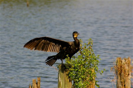 Phalacrocorax carbo in Mizumoto-kōen, Katsushika, Tokyo. photo