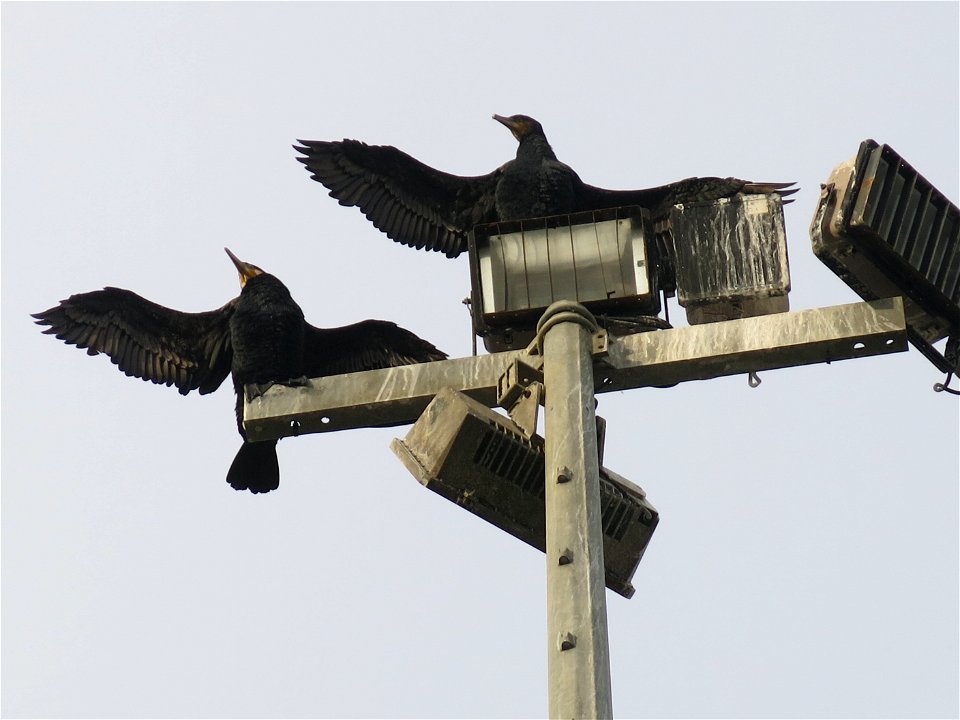 Cormorans spreading their wings at the top of an electrical pole in Capbreton (Landes, France).
