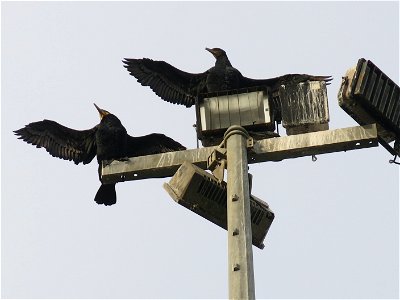 Cormorans spreading their wings at the top of an electrical pole in Capbreton (Landes, France).