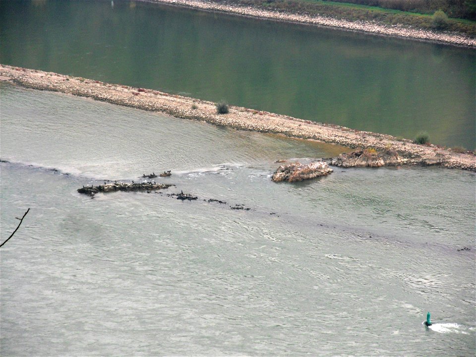 Blick von den Rheinhängen Assmannshausen auf die Lochsteine am Binger Loch. Von dort aus gehen Kormorane auf Fischfang.