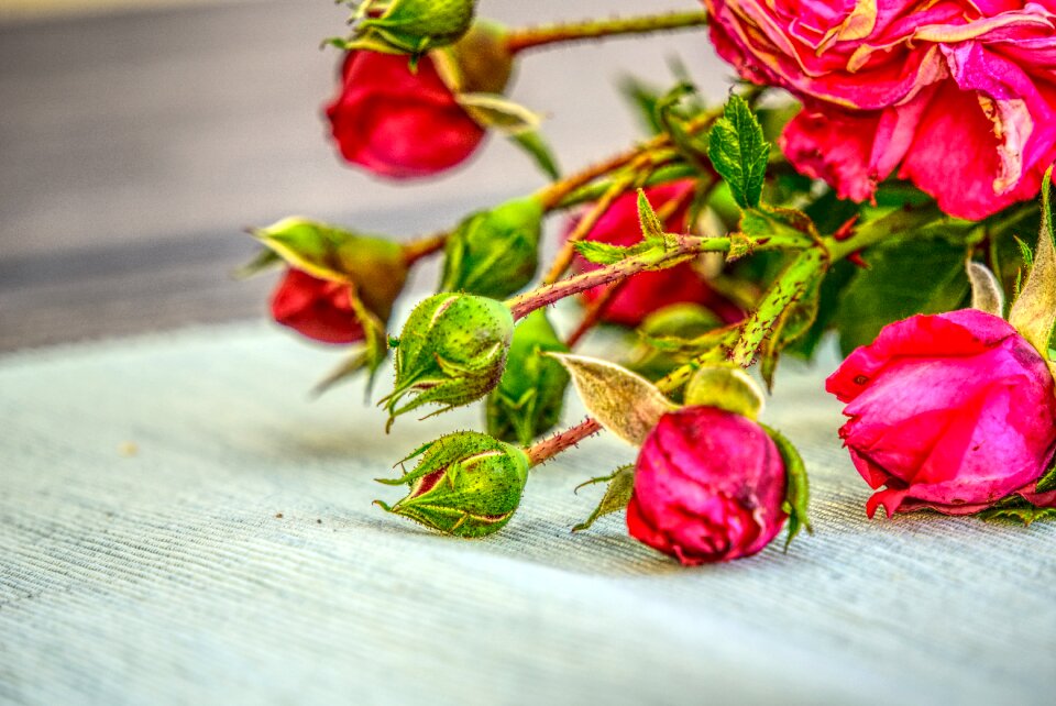 Bloom leaves pink