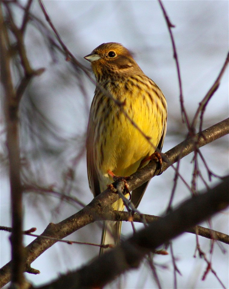 Yellowhammer (Emberiza citrinella) in Hollihaka Park, Oulu.