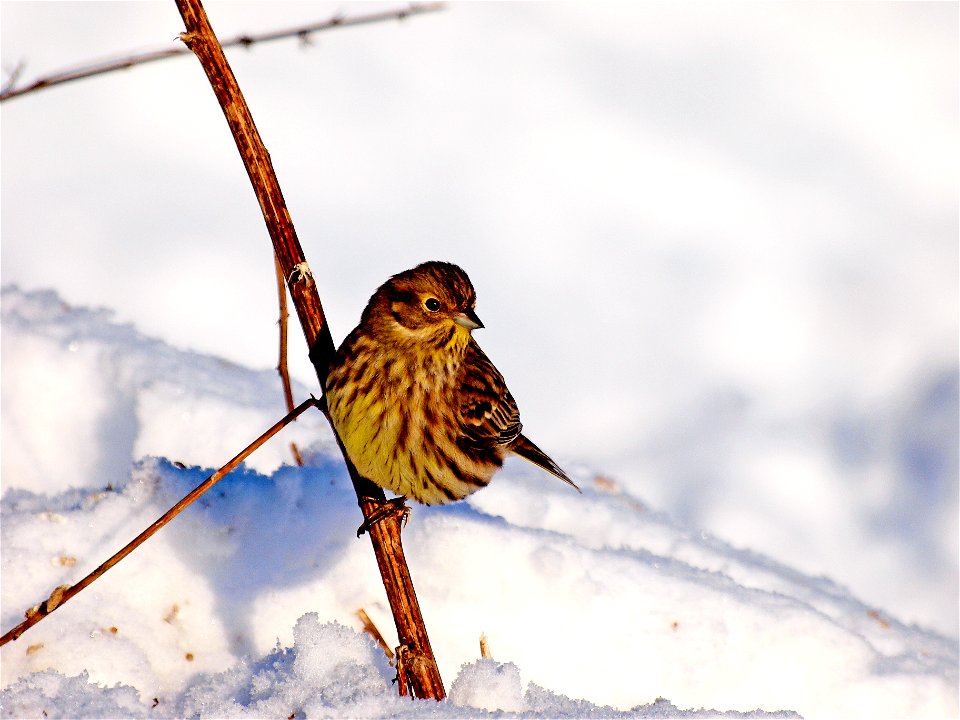 Talvike (Emberiza citrinella)