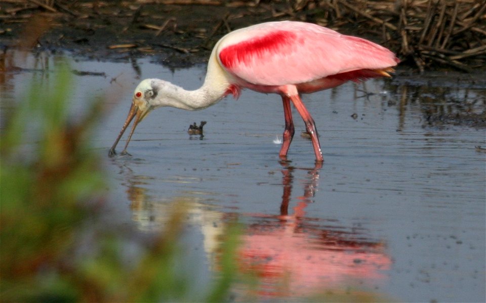 February 15, 2012- Bell City, Louisiana: Roseate Spoonbills looking for the next meal. Photo by Corey Douglas www.fws.gov/swlarefugecomplex