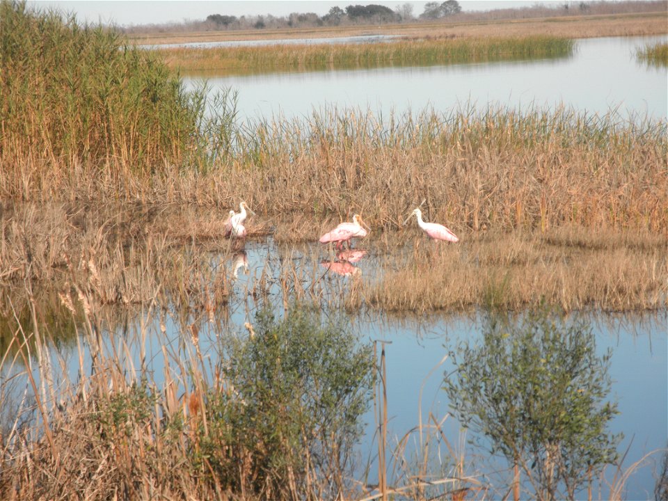 February 15, 2012- Bell City, Louisiana: Roseate Spoonbills out in the water. Photo  by Corey Douglas www.fws.gov/swlarefugecomplex