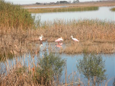 February 15, 2012- Bell City, Louisiana: Roseate Spoonbills out in the water. Photo by Corey Douglas www.fws.gov/swlarefugecomplex photo