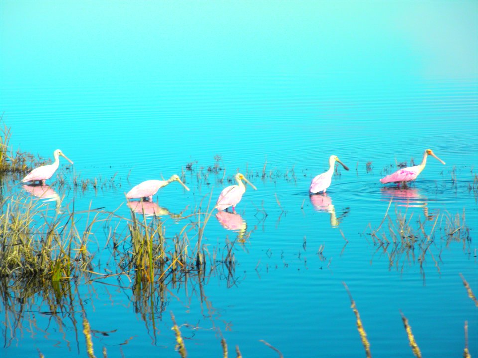 February 15, 2012- Bell City, Louisiana: Roseate Spoonbills feeding and playing. Photo by Corey Douglas www.fws.gov/swlarefugecomplex