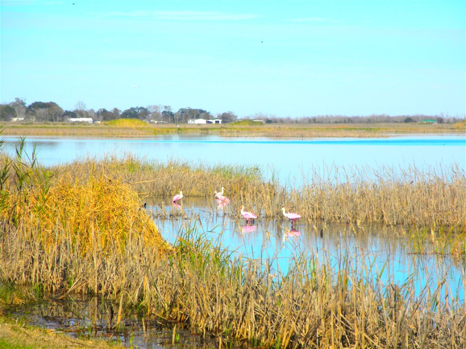February 15, 2012- Bell City, Louisiana: Roseate Spoonbills out in the water. Photo by Corey Douglas www.fws.gov/swlarefugecomplex