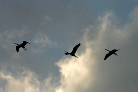 Roseate Spoonbill (4), NPSPhoto, R. Cammauf photo