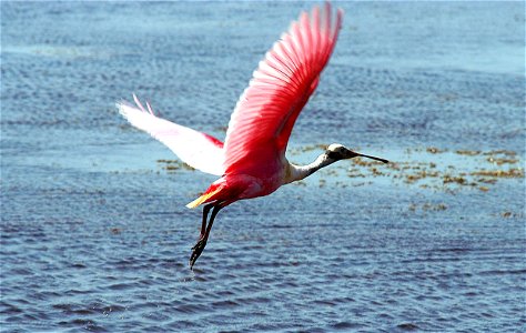 Roseate Spoonbill KSC04pd0890 photo