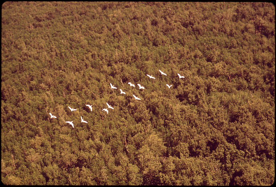 ROSEATE SPOONBILLS IN THE WESTERN END OF EVERGLADES NATIONAL PARK