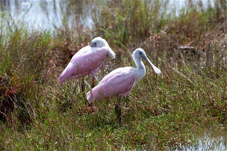 Two juvenile roseate spoonbills pause near a waterway at Merritt Island National Wildlife Refuge in Florida. NASA’s Kennedy Space Center shares boundaries with the refuge, which is home to more than 3 photo