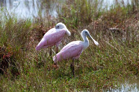 Two juvenile roseate spoonbills pause near a waterway at Merritt Island National Wildlife Refuge in Florida. NASA’s Kennedy Space Center shares boundaries with the refuge, which is home to more than 3