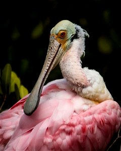 ...combined with extra-intense feather colors are signs that roseate spoonbills are breeding. 
This Feb. 18, 2012 photo is from j.N. Ding Darling National Wildlife Refuge in FL.

Photo:  Bryan Samuel,