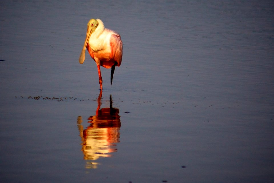 Roseate Spoonbill (Platalea ajaja) at J.N. “Ding” Darling NWR
Credit: USFWS

Photographer: Keenan Adams