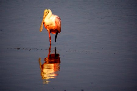 Roseate Spoonbill (Platalea ajaja) at J.N. “Ding” Darling NWR Credit: USFWS Photographer: Keenan Adams photo