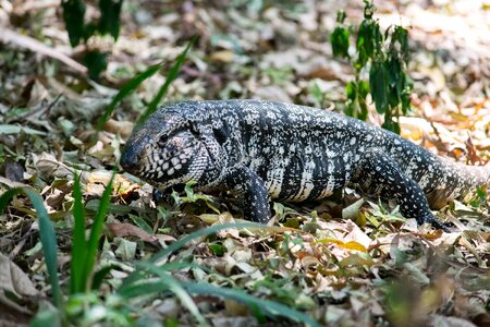 Green nature creature photo