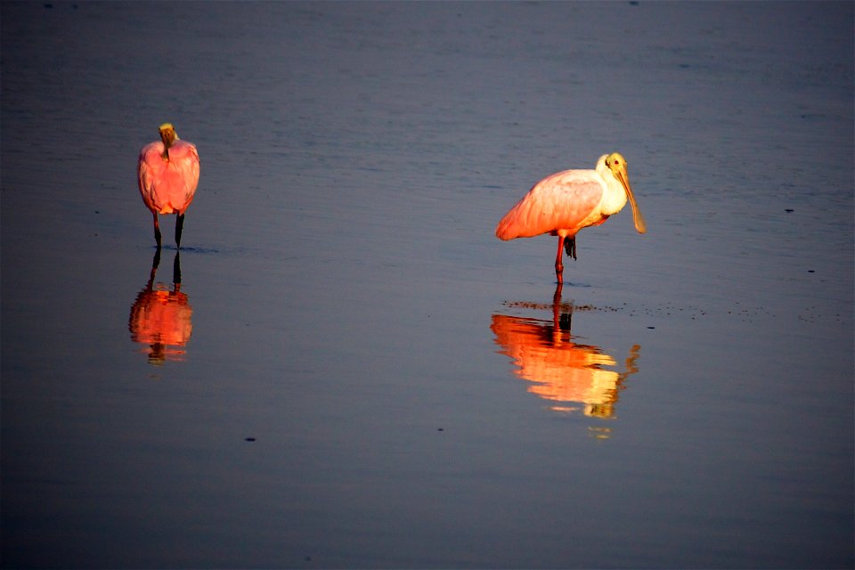 Roseate Spoonbills (Platalea ajaja) at J.N. “Ding” Darling NWR
Credit: USFWS

Photographer: Keenan Adams